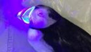 بالصور.. طيور بمناقير مضيئة لجذب الجنس الآخر