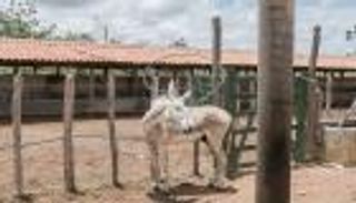 حمير البرازيل تثير شهية المستهلكين في الصين