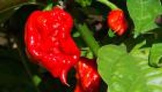  احذر.. الفلفل الحار يسبب "صداع الرعد"