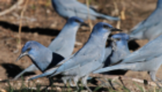  هرمون الحُب يجعل الطيور أكثر سخاءً