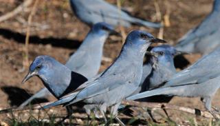 طيور بنيون جاي - أرشيفية