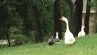 بالفيديو.. إوزة ترعب الأمريكيين في فلوريدا 