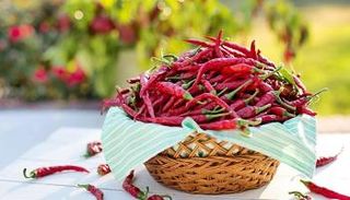 فلفل "كارولينا ريبر" من أكثر الأطعمة حرارة في العالم