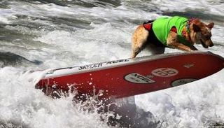 أنشطة ترفيهية للكلاب - أرشيفية