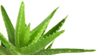 فوائد الصبار.. يمتص السموم ويهدئ الأعصاب