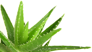 الصبار يساعد على تخفيف الوزن