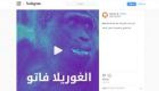 أنستقرام "العين الإخبارية": الغوريلا فاتو تحتفل بعيد ميلادها (فيديو)