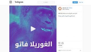 الغوريلا فاتو تحتفل بعيد ميلادها