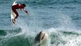 هجمات القروش تتسبب في تعليق منافسات الدوري العالمي لركوب الأمواج