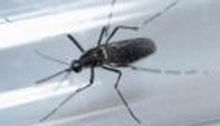  "الصحة العالمية" توصي باختبار لقاح سانوفي لحمى الضنك