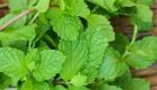 فوائد النعناع للرجيم.. يحرق السعرات ويقضي على الترهلات