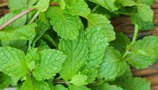 فوائد النعناع للبشرة