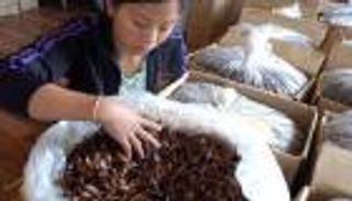 ذعر صيني من هجوم 6 مليارات صرصور