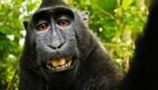 بأمر المحكمة.. القرود ليست لديها حقوق ملكية فكرية