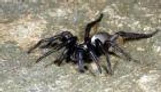 أستراليا.. وفاة العنكبوت الأكبر سنا في العالم 