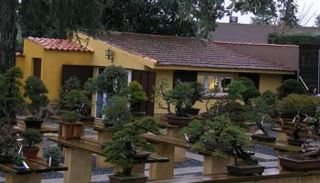 البونساي هو فن تربية الأشجار في أصص