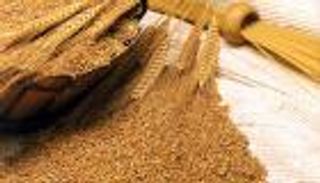 فوائد جنين القمح الصحية.. يقي من السرطان ويقوي البصر