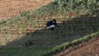 مصر ترفع سعر توريد الأرز من القطاع الخاص