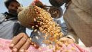 بالصور.. مصر تشتري 1.8 مليون طن قمح محلي