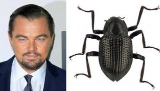 خنفساء "غروفيلينوس ليورنادو دي كابريو"