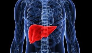 الثوم والأفوكادو يطهران الكبد من السموم