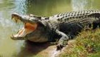 رجل يتزوج عروسه بعد إنقاذها من تمساح أفقدها ذراعها