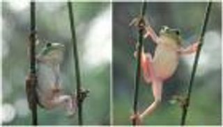 ضفدع يعود للحياة بعد تجميده 45 يوما