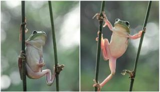 ضفدع يعود للحياة بعد تجميده 45 يوماً- أرشيفية