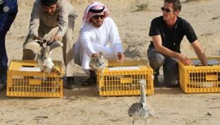جانب من عملية إطلاق طيور الحبارى