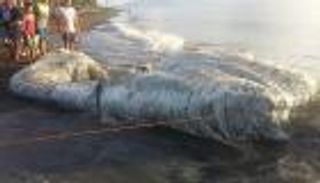 الفلبين.. الأمواج تجرف "الوحش الأسطوري" كريه الرائحة 