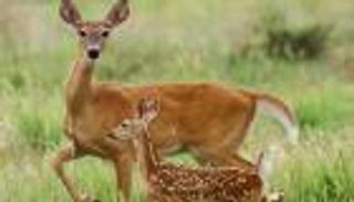 بالفيديو.. "علقة ساخنة" من غزالة لكلب أزعج صغيرها