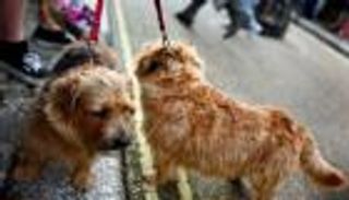 الكلاب.. أصحاب الكلمة الأولى في قصص الحب