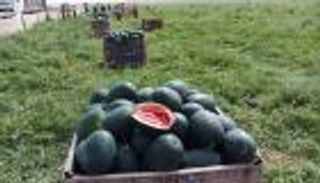 فواكه غزة تقاوم الحصار أملا في الوصول للضفة