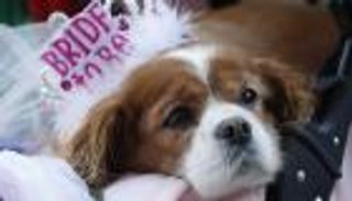 كلب ميجان ماركل من "الإعدام" إلى الحياة الملكية