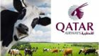 لماذا تُربي قطر أبقارا في الصحراء؟