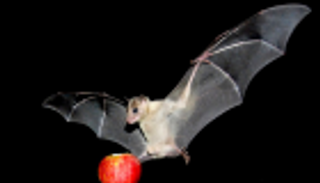 خفافيش الفاكهة تقتل 10هنود بـ "فيروس نادر" 