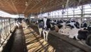 إعلان خلو البرازيل من الحمى القلاعية