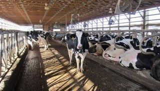 البرازيل خالية من الحمى القلاعية