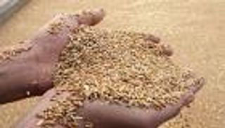 مصر.. حكم نهائي يسمح باستيراد القمح المصاب بالإرجوت