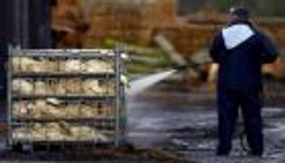 ظهور حالات جديدة لإنفلونزا الطيور بمزرعة بط في بلغاريا