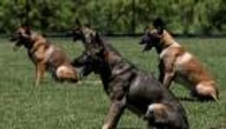 كلاب بوليسية تكشف أكبر عملية تهريب مخدرات من تركيا للاتحاد الأوروبي  