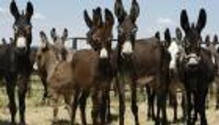 توزيع 10 حمير بتمويل فرنسي يثير غضب السلطات البوروندية