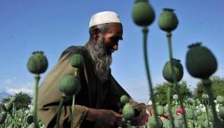 رجل يستخرج الأفيون من بذور الخشخاش