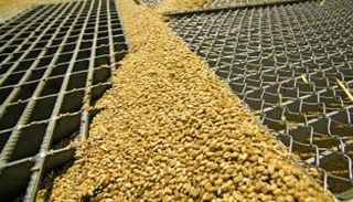 مصر ترفض شحنة قمح روسية 