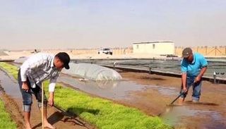 نجاح زراعة الأرز في صحراء دبي