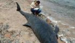 نفوق حوت في تايلاند لابتلاعه 80 كيسا بلاستيكيا