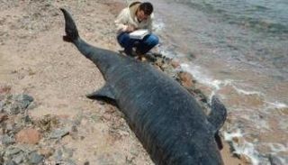 نفوق حوت في تايلاند لابتلاعه 80 كيسا بلاستيكيا