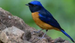 أوتاراخند.. جنة الطيور خالية من البلاستيك