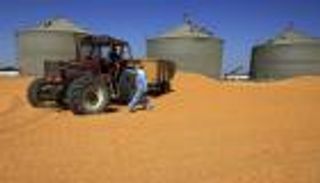 مصر تعتزم إدخال شحنة القمح الروسي المحتجزة بسبب الإرجوت