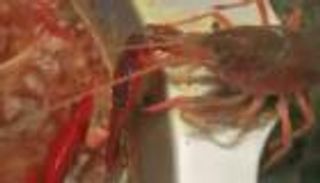 بالفيديو.. "سرطان بحر" يقطع مخلبه للهرب من وعاء حساء مغلي